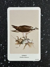 General Cigar Co Northern Birds by Fenwick Lansdowne Card 18 Osprey