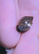 50 Live Bladder snails Physella acuta -Feeders-Nutritious Live Food-Puffer food