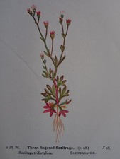 Original Print 3 FINGERED SAXIFRAGE / FOOL'S PARSLEY British Wild