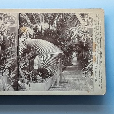 Kew Gardens Stereoview um 1895 Echtfoto London Vororte das tropische Palmenhaus