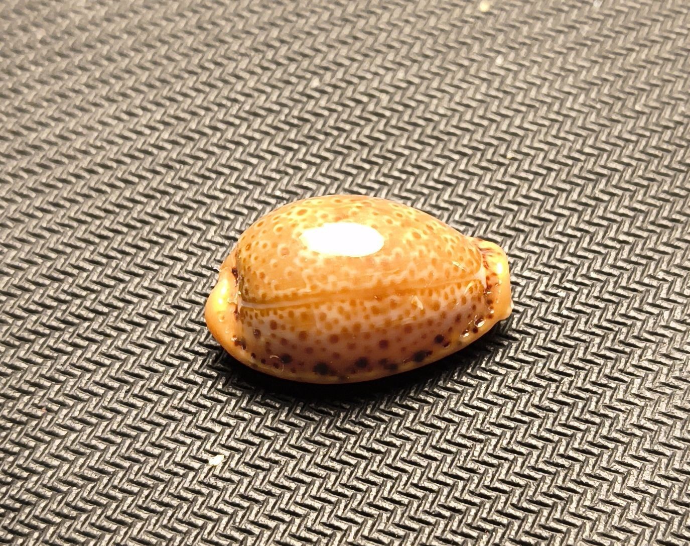 Conchiglia naturale Cypraea Spurca 25mm (15)