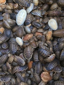 200 Medium Dubia Roaches 1 2 1 Live Feeder Insects Ebay