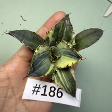 Sale Rare Plant Agave titanota "White Whale" Striata Variegata Garden WYSIWYG