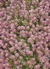 Alyssum Sweet DWARF PINK 4” Groundcover Fragrant Butterflies Non-GMO 1000 Seeds