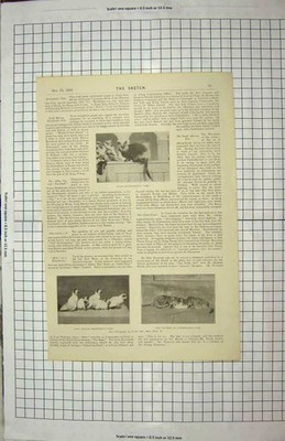 Original Old Antique Print 1900 Canon Duckworths Tim Cat Marcus Social Jester