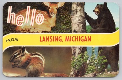 Hello From Lansing Michigan Deer Bear Chipmunk Wildlife c1960s Postcard