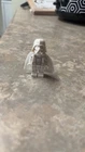 LEGO Star Wars White Jedi Darth Vader Minifigure Exclusive to 75389 Dark Falcon
