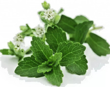 Stevia rebaudiana, Natural sweetener, Organic sugar substitute - 100 Seeds