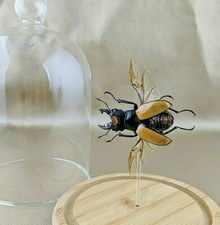 W134 Odontolabis Lacordairei Beetle Glass Dome Specimen Collectible Taxidermy