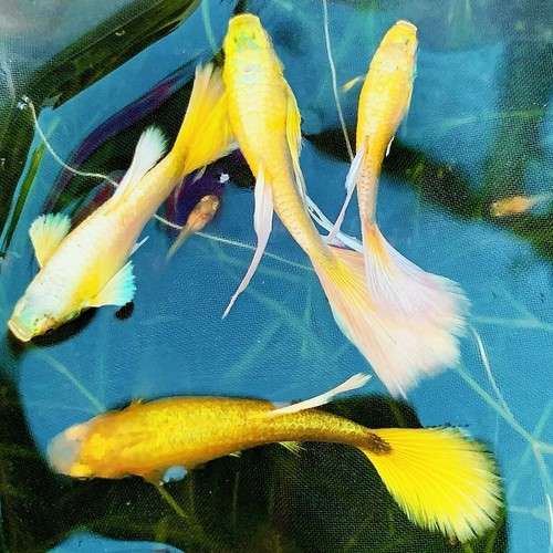 Pack Of 5 Live Full Gold Guppy Fry Live Guppy fish USA seller Buy 2