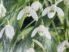 45 SnowDrops Galanthus Woronowii Bulbs - Ready To Plant!
