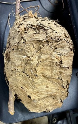 Large Real Hornet's Nest Hive Paper Wasp Bee Decor Science School Taxidermy