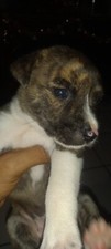ti chiot staff