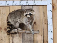 Raccoon Full Body Taxidermy Wall Mount  /  Long Fur