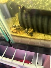 LIMITED TIME OFFER 10 Live Bladder Snails - Small to Medium Size - USA