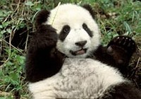 Panda Bear Card - P194 on sale Panda Bear Card - P194 on sale
