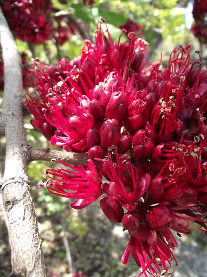 TREE FUCHSIA 5 SEEDS SCHOTIA BRACHYPETALA EDIBLE BUSHTUCKER - Image 2 of 4