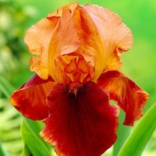 Iris Rhizom Blüten Iris Germanica Deutsche Schwertlilie Natchez Trace 1 St.