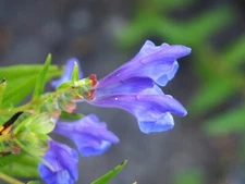 250 Scutellaria baicalensis Seeds - Baikal Scullcap Seeds - Medicinal Herb 