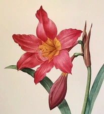 P J Redoute AMARYLLIS EQUESTRE Original Botanical Flowers Art Book Plate Print 3