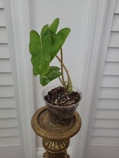 Burle Marx Philodendron  Green Leaf rooted Live Plant multi