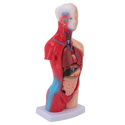 Human Body Model 15 Piece Parts Student Anatomy Physiology Study Tool