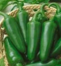 25  seeds Tam Jalapeno hot pepper garden planting spicy food