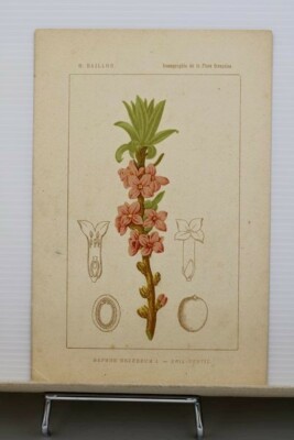 472 - Ikonographie Französische Flora - Daphne Mezereum - B. Baillon