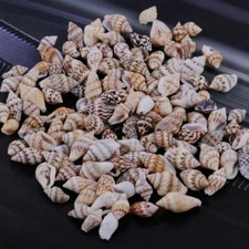 100pcs Assorted Small Sea Shells Natural Seashells Conch Crafts Bracelets Decor