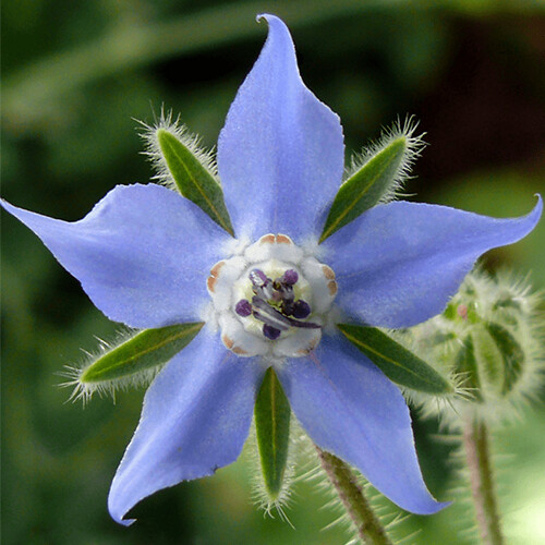 Borage Seeds | Heirloom / Non-GMO | Free Shipping | Herb Seeds | 1149