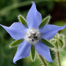 Borage Seeds  Heirloom / Non-GMO  Free Shipping  Herb Seeds  1149
