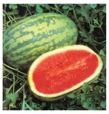15 Seeds JUBILEE Watermelon Heirloom Red good shipper vegetable Big 30 pounds