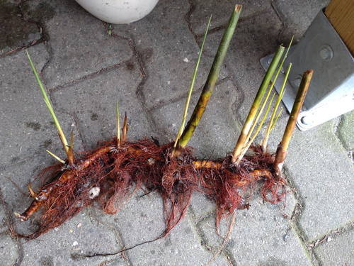 wasserreinigende Pflanze für den Teich eBay