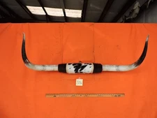 MOUNTED STEER BULL  HORNS 3' 2" tip to tip #376 BULL HORN LONGHORN