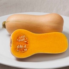 Compact SQASH Butternut ?BUTTERSCOTCH? F1 Seeds ? Early maturing fruits!