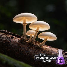 Plastic Eater Liquid Culture Syringe ? 10ml Mushroom Mycelium - UK Dispatch