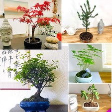 1 to 4 Bonsai Bundle Plants Ceramic Pot Indoor Outdoor
