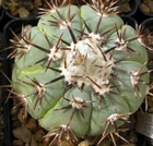 Echinocactus horizonthalonius v. subikii CH 485, seeds 10 pcs