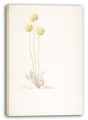 Kunstdruck Margaret Neilson Armstrong - Butterbälle, Eriogonum orthocaulon