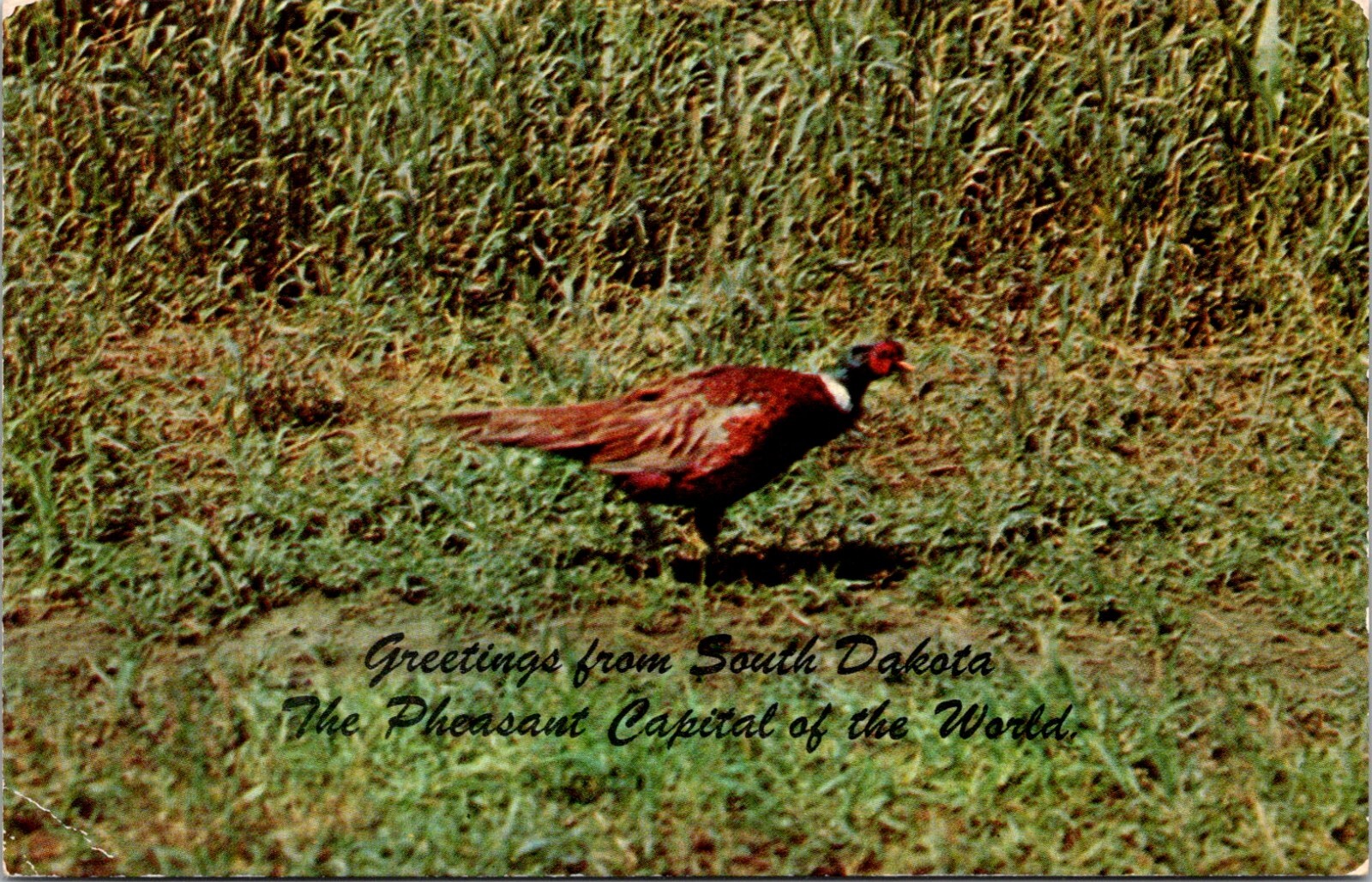South Dakota Pheasant Hunting Capitol of the World Vintage Postcard        26002