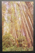 Vintage Postcard - Redwood National Park - California - Lightning Tree - UNESCO
