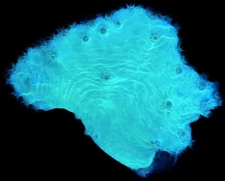 Neon Green Cabbage Leather Frag - Leather Coral 