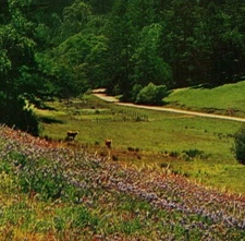 Point Reyes California CA Lupine Field In Bear Valley UNP Vtg Chrome Postcard
