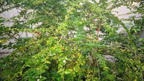 Kingkit Citrus Bonsai Seedss 50+ (Triphasia trifolia) - Picture 5 of 6