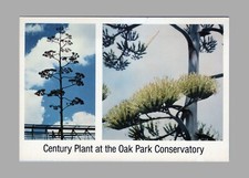 Postcard Continental Giant Asparagus Century Plant Oak Park Conservatory NM