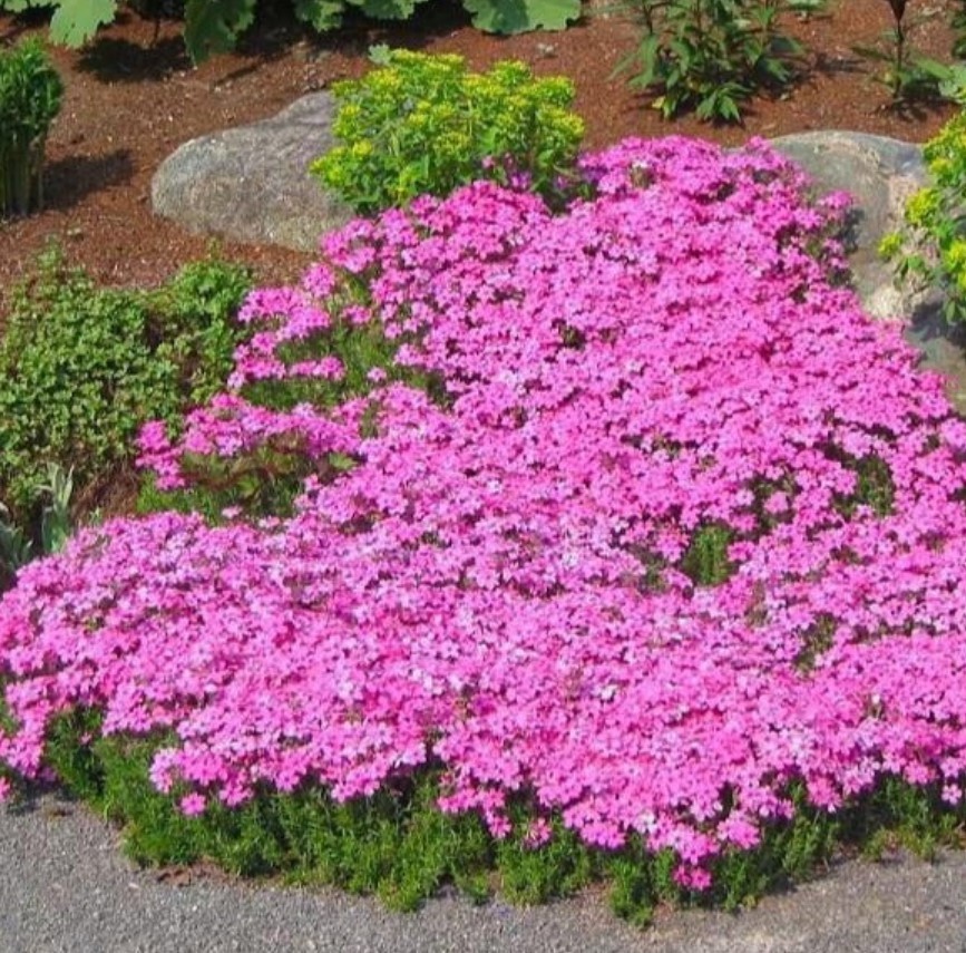 Set 2 Creeping Phlox Pink Fort Hill Starter Plant - 3-6" Tall Plug - Groundcover