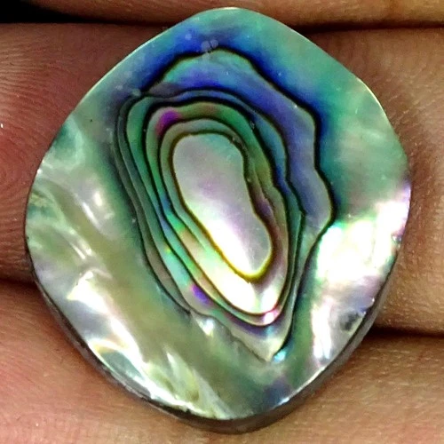 31.20Cts. A+ 100% Natural Abalone Shell Fancy Cabochon Gemstone 21X23X7MM