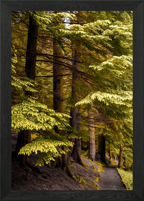 Kiefernpfad gerahmtes Wandbild Poster Leinwanddruck Bild