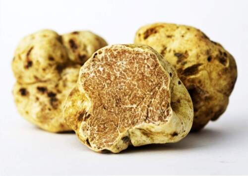 TUBER MAGNATUM truffel seeds Mushroom Mycelium Tartufo Italian Truffle 300GR 239