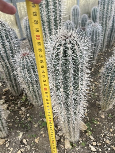 PACHYCEREUS PRINGLEI 50 Cm H, Grigia Giardino, Pianta Grassa Facile Coltivazione - Foto 1 di 4